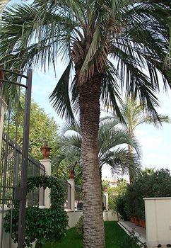 Daphne 4* Giardini-Naxos